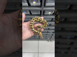 Fire YB Leo Crypton DG! #reptilesforcenturies #RFC #RFCMovement#snake reptiles #snakes
