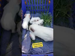 Himalayan Did you know? #guineapiggies #guineapig #pets #cute #guineapiggy
