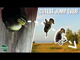 Watch Baby Ducks Leap from Their Nest! Nature’s Cutest Survival Move