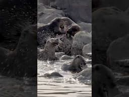 The Otters of Chambal: Tale of a Fish Heist | Full Film Out on 25 April |@RoundglassSustain#Shorts
