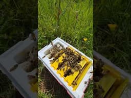 On The End! 🐝