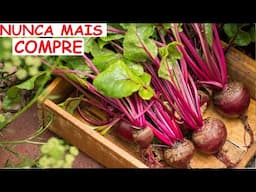 NUNCA MAIS COMPRE BETERRABAS PLANTE EM  CASA ATÉ EM VASOS FÁCIL