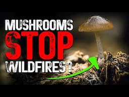 How Mushrooms Could Save Forests from Wildfires – A Game-Changing Solution
