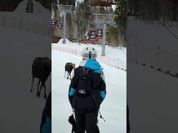 Moose Wanders Into Ski Resort