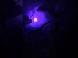 Glowing Galena.