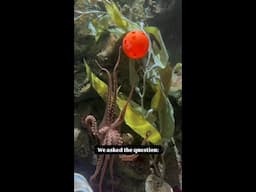 Octopuses are clever creatures!