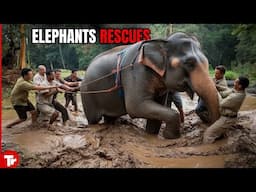 Man Recues this Elephant, You Will Not Believe What Happens Next!