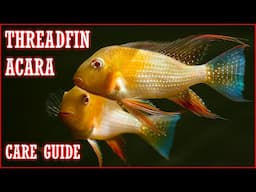 Threadfin Acara Care Guide - Pros, Cons, and Care Tips