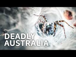 How Deadly Creatures in Australia Can Kill You