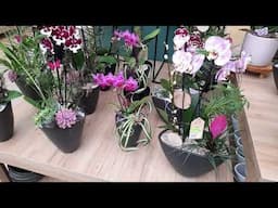"Orchideen in Pflanzschalen"