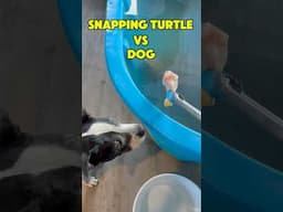 Snapping Turtle vs Dog: Who’s A More Polite Eater?! 🤔🐶🐢#shorts #dog