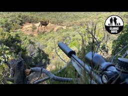 Hunting Scrub Sika in the Roar/Rut with Utemaster TrailCore! New Zealand