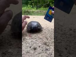 I Stopped to Help a Turtle… Then I Saw What Was on It 🤮🤮🤮