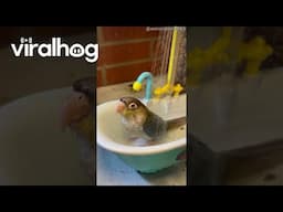 Watch My Bird Use Her Baby Doll Tub || ViralHog