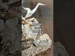Creativity top! Rock Bonsai Planting #BonsaiClubBerlin #BCB  #spathschebaumschule