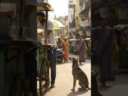 Street dog asking for food 😍 #shorts #hasleetv #viral