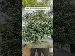 Murraya Paniculata/Maramulla/Kaminimulla/Orange Jasmine💚 visit www.homelyfeelgardens.com for orders