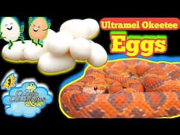 Our Ultramel Okeetee laid eggs!! My best clutch yet 😀