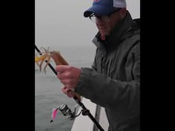 New Micro-Season: Early Season Squid Jigging! #hogy #hogylures