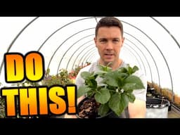 How Long Can I Store Hydrangea Cuttings Before Propagation | Rooting Rotten Hydrangea Cuttings