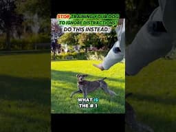 STOP training your dog to ignore distractions 👉Do this instead! 🤯