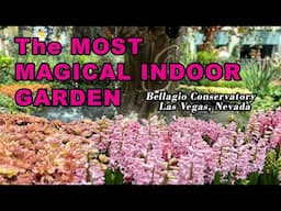 The Most Spectacular Indoor Garden —Bellagio’s Spring Wonder 2025 includes blooming succulents!