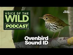 Episode 54: Ovenbird – Voice of the Wild