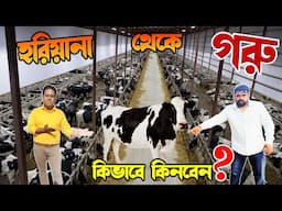 হরিয়ানা থেকে অরিজিনাল গরু কিনবেন কিভাবে | Cow Farming | গরুর খামার | Dairy Farm | Original Cow