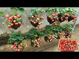 The vertical farming method using plastic bottles enhances the sweetness of strawberries.
