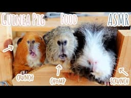 Relaxing Guinea Pig ASMR