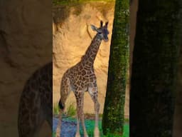 Say HELLO to Baby Tucker at Disney's Animal Kingdom