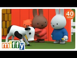 MooMoo! | Miffy | Cartoons for kids