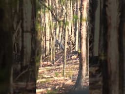 What went wrong?  #hunting #turkeyhunting #turkeyhabitat #howto