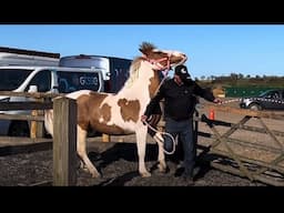 Awful when your horse is petrified and panic's going through a gate!