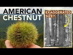 American Chestnut: Just How Massive Was It?