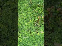 plants