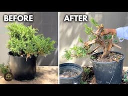 How to Turn a Juniper Garden Hedge into a Bonsai in JUST 2 YEARS!