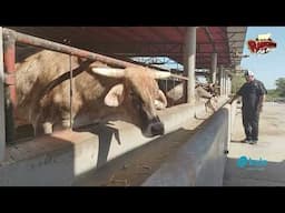 GANADERÍA JIMCAS| BRAHMAN ROJO Y GRIS