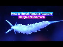 How to Breed Berghia Nudibranch - Natural Aiptasia Assassins
