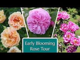 Early Blooming Roses Tour