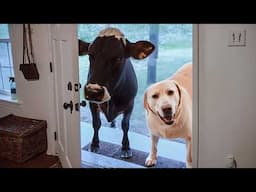 When Your Pet Brings Home a Friend