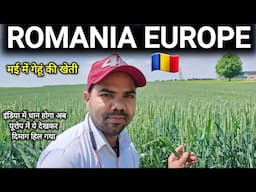 Europe  Ki Kheti Dekhkar Dimag Hil Gaya | मई की गर्मी में यूरोप में गेहूं की खेती | Europe Romania
