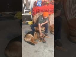 saawan jerman shepherd dog #jermanshepherd #dogs #dogshorts #shorts