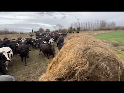 Cows love Silage