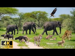 4K African Wildlife: Kilimanjaro National Park, Tanzania - Scenic Wildlife Film With Real Sounds