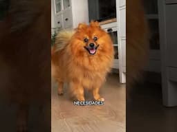 ¿Tu perro le dice “no” a su comida? 🚫