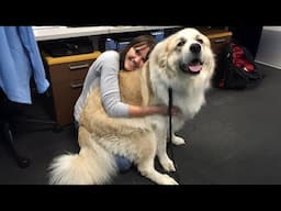 When 100-Pounds Dog Insists He’s Still A Puppy 🤣 Funny dog videos 2025