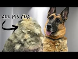 I Groomed a Terrified German Shepherd — Here’s What Happened