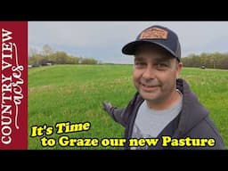 Grazing New Pasture for First Time.  Installing Fence between Barn and Pig Pen