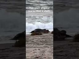 An alligator came up on the north end of the beach ￼